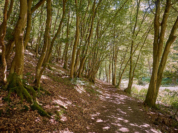 Traumhafte Waldwege auf der Traumschleife Ehrbachklamm