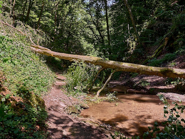 Hindernisse auf dem Wanderweg