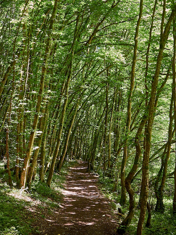 Traumhafte Waldabschnitte auf der Traumschleife Ehrbachklamm