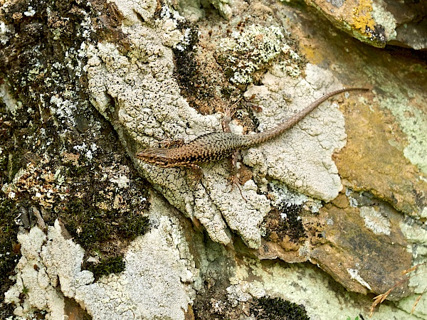 Eine Eidechse auf dem Wanderweg