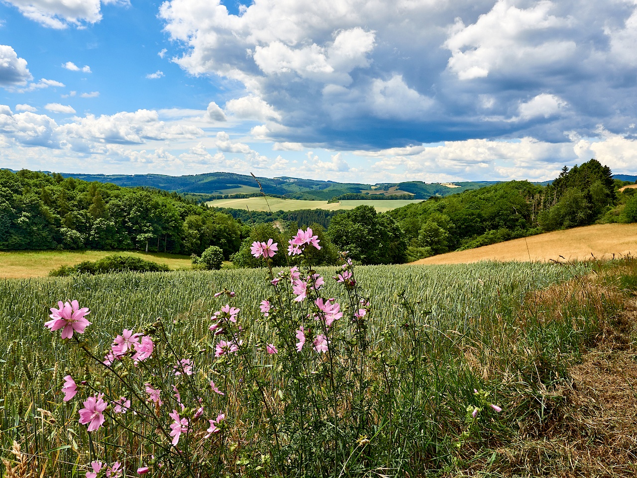 Blumen auf dem Mittelalterpfad