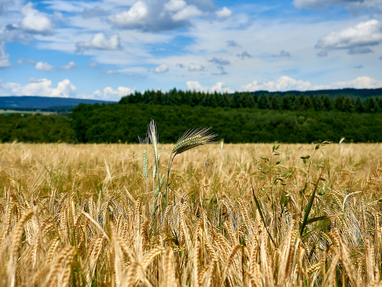 Weite Felder auf dem Mittelalterpfad