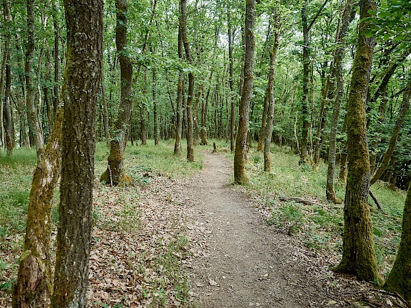 Waldabschnitte auf dem Mittelalterpfad