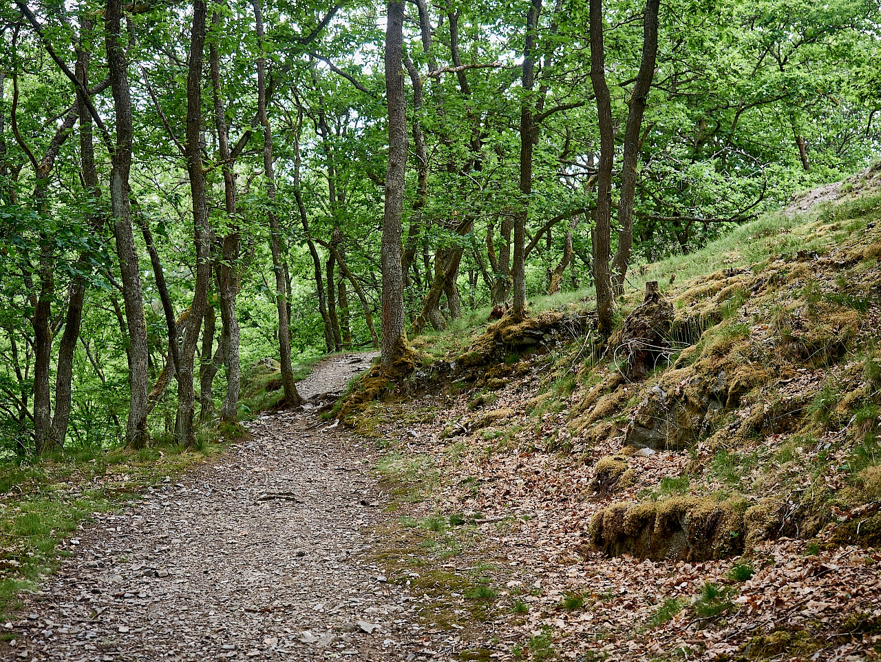 Waldabschnitt auf dem Mittelalterpfad