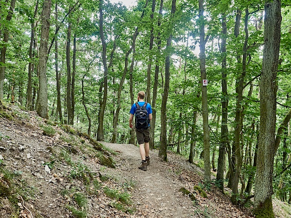 Waldabschnitt zurück nach Herrstein