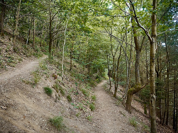 Waldabschnitt zurück nach Herrstein