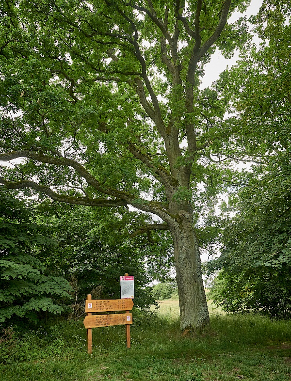 Die Jammereiche auf dem Mittelalterpfad