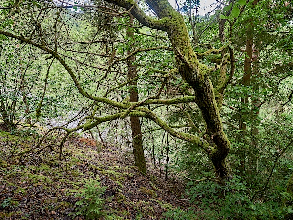 Durch den Rennwald bergab ins Hahnenbachtal