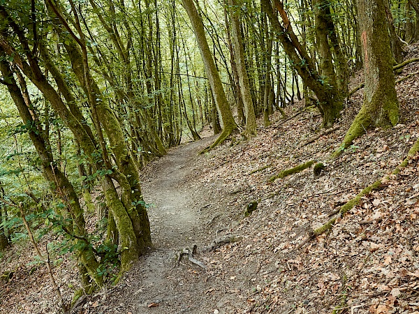 Durch den Rennwald bergab ins Hahnenbachtal