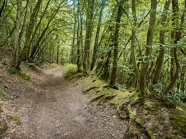 Waldabschnitt auf der Wanderung der Hahnenbachtaltour