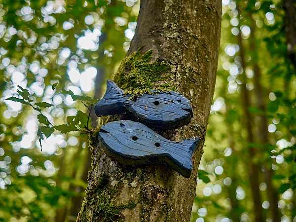 Wandern entlang des Wassererlebnispfads Hahnenbachtal