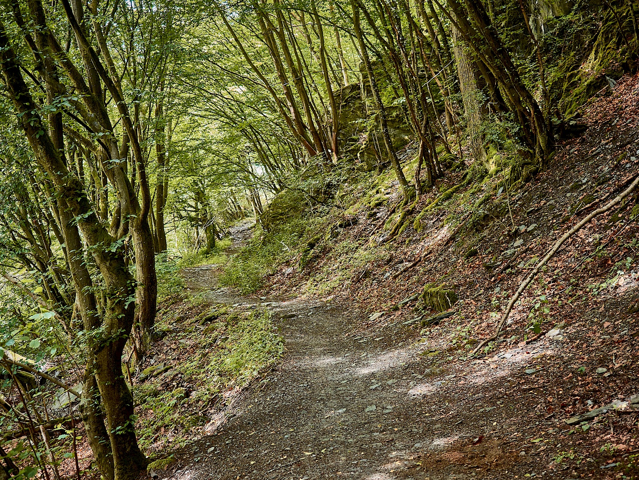 Bergauf durch den Wald zur Schmidtburg