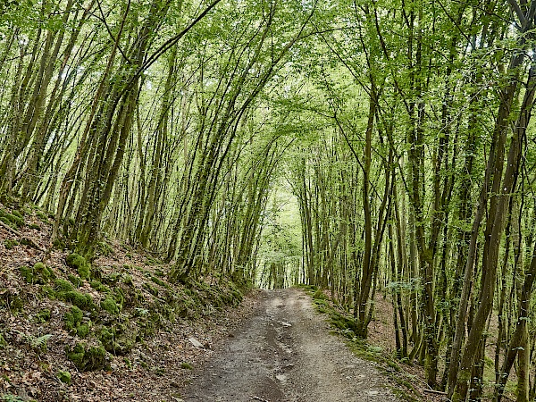 Bergauf durch den Wald zur Schmidtburg