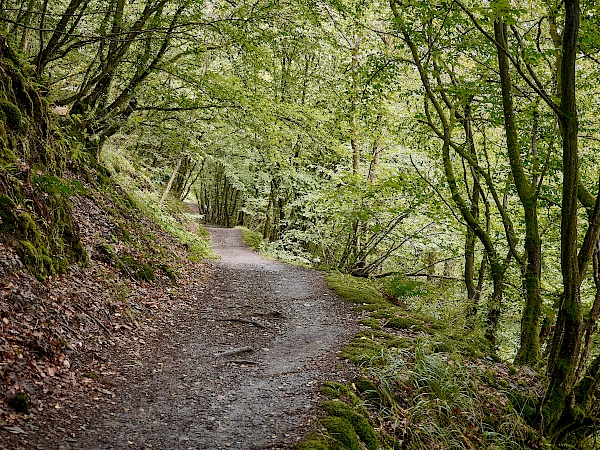 Bergauf durch den Wald zur Schmidtburg