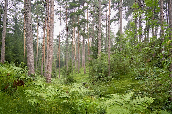 Starkenberger Panoramaweg - von Imst nach Hochimst