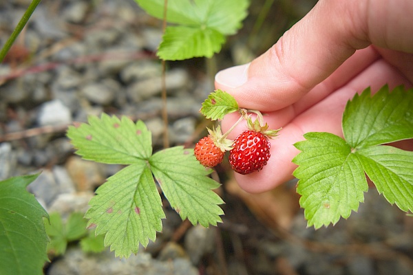 Starkenberger Panoramaweg - wilde Erdbeeren