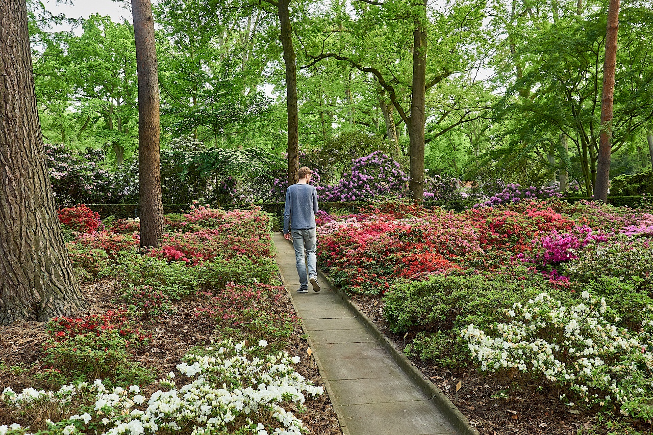 Blüte im Rhododendronpark in Bremen