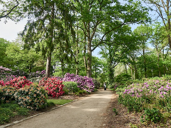 Blüte im Rhododendronpark in Bremen