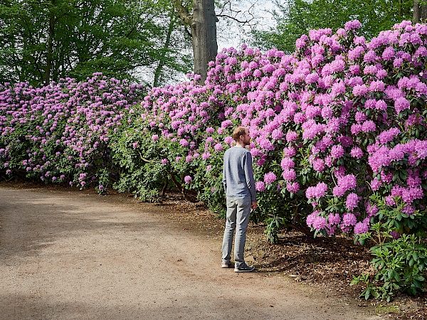 Blüte im Rhododendronpark in Bremen