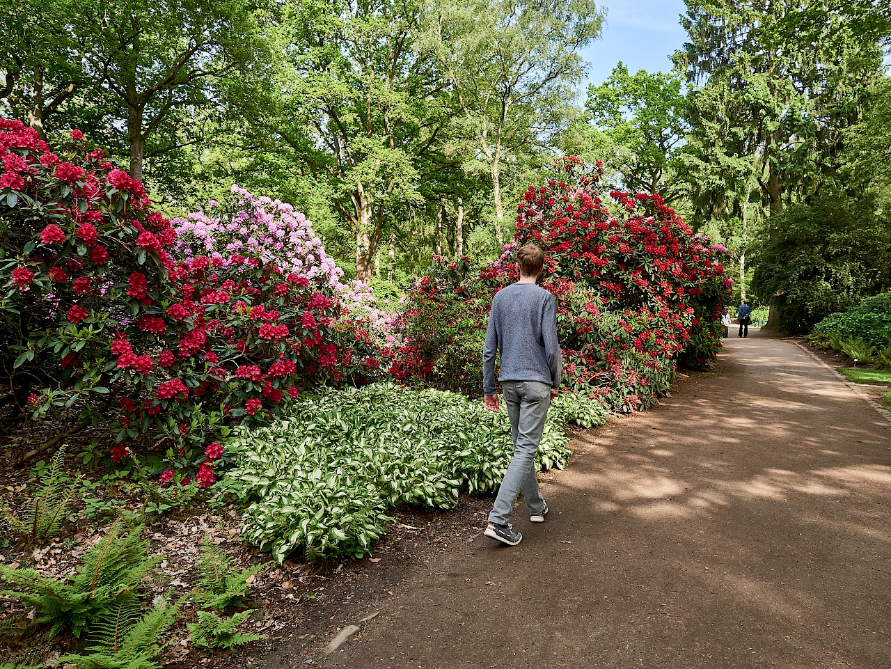 Blüte im Rhododendronpark in Bremen