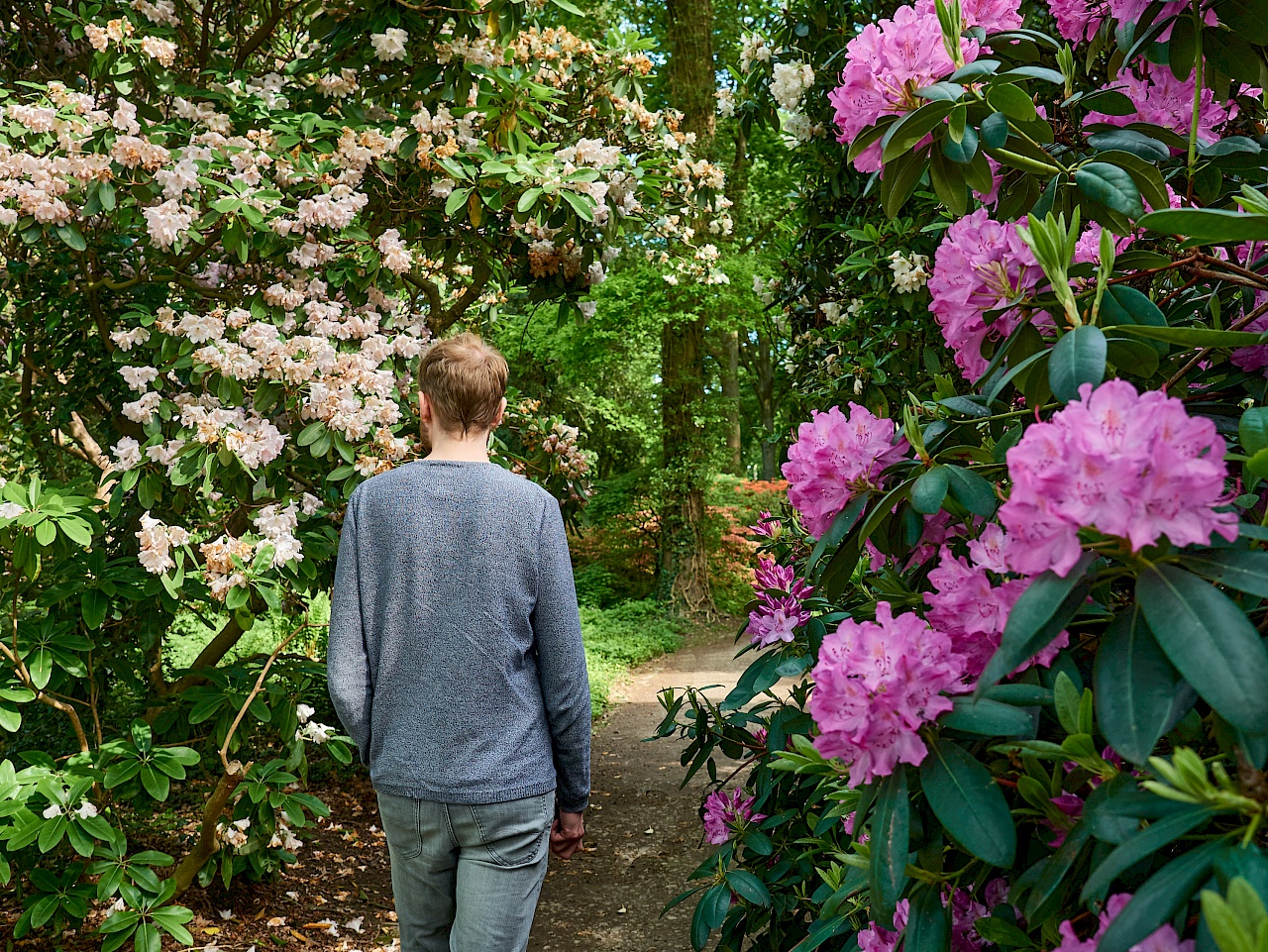 Blüte im Rhododendronpark in Bremen