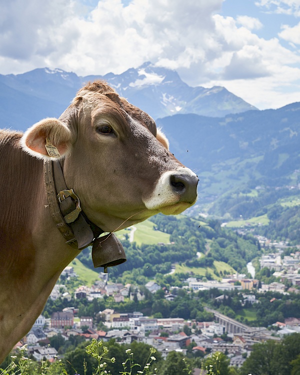 Starkenberger Panoramaweg - Blick auf Landeck und eine Kuh