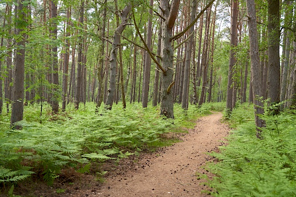 Ribnitz-Damgarten Großes Moor