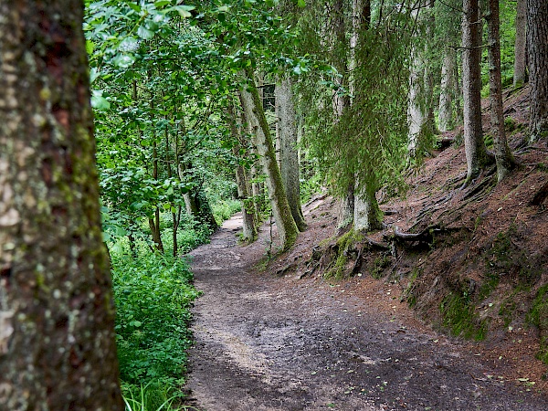 Traumhafter Waldabschnitt in der Schwarzachklamm