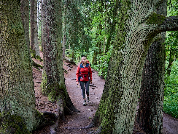 Traumhafter Waldabschnitt in der Schwarzachklamm