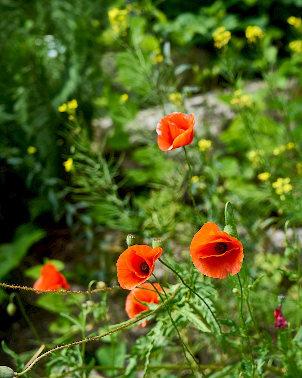 Blumen auf der Burg Hohenstein