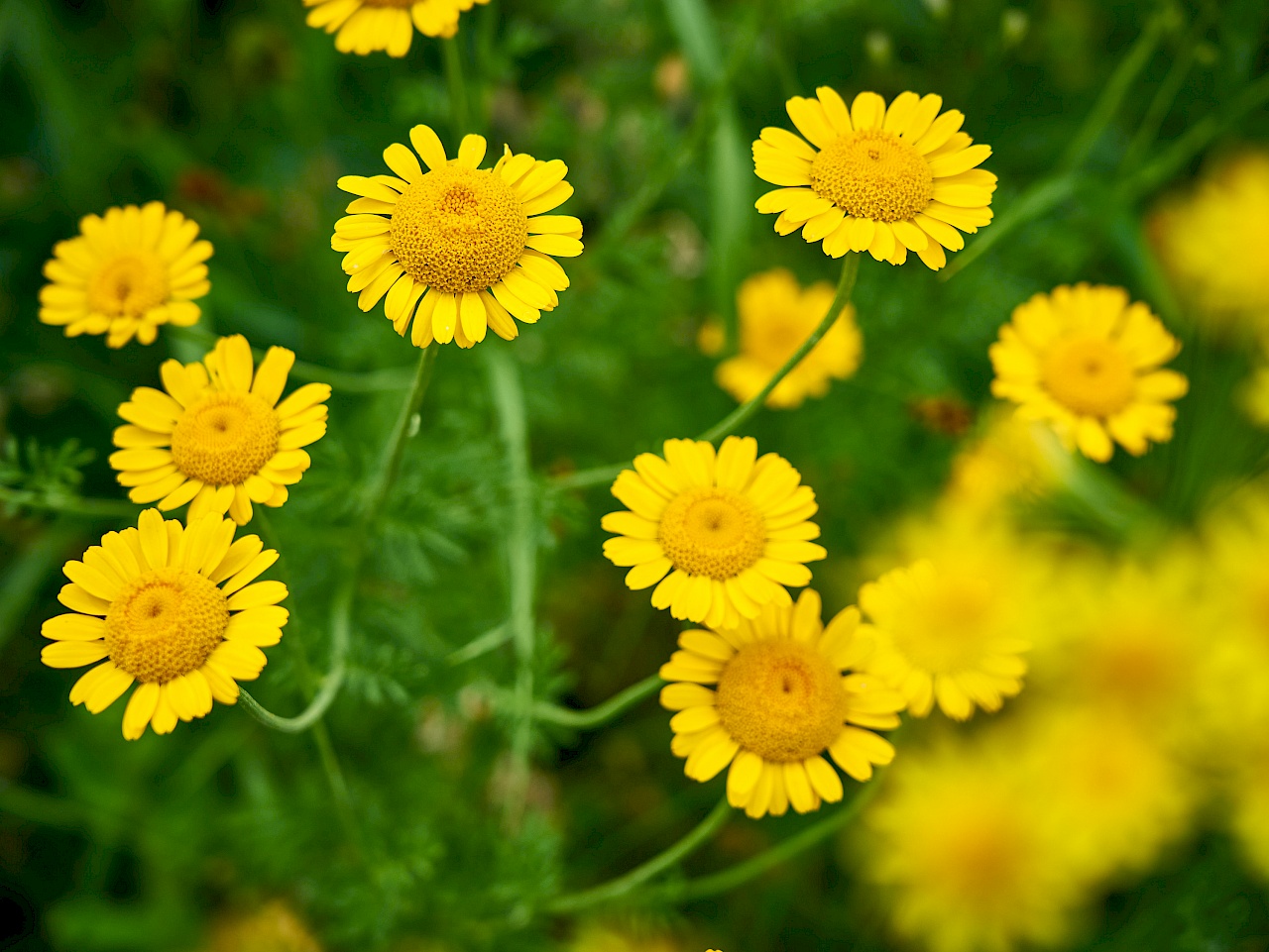 Blumen auf der Burg Hohenstein