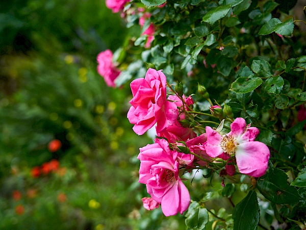 Blumen auf der Burg Hohenstein