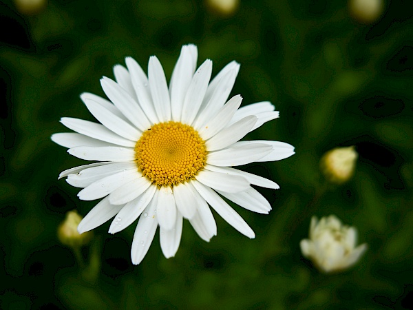 Blumen auf der Burg Hohenstein