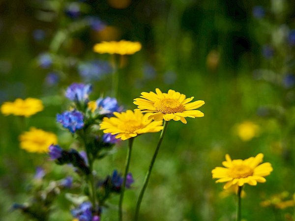 Blumen auf der Burg Hohenstein