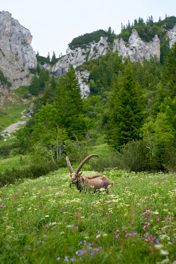 Wanderung Benediktenwand - ein STEINBOCK