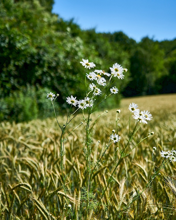 Blick über Felder auf der Wanderung