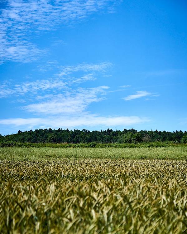 Blick über Felder auf der Wanderung