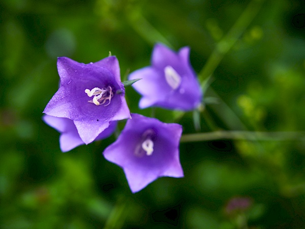 Blumen am Wanderweg