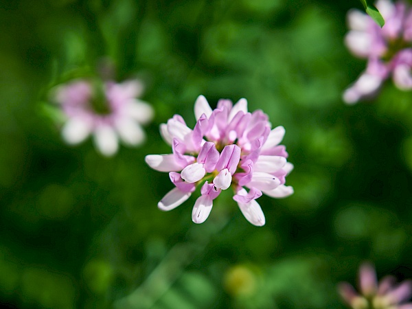 Blumen am Wanderweg