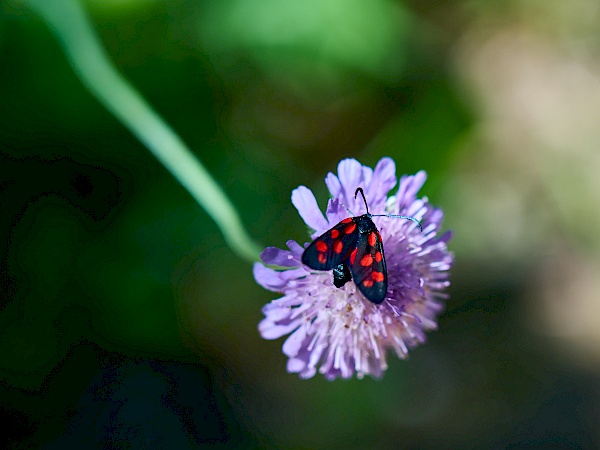 Blumen am Wanderweg