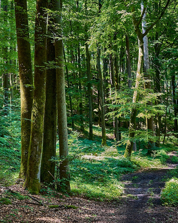 Verwunschene Wanderabschnitte auf dem Frankenalb Panoramaweg