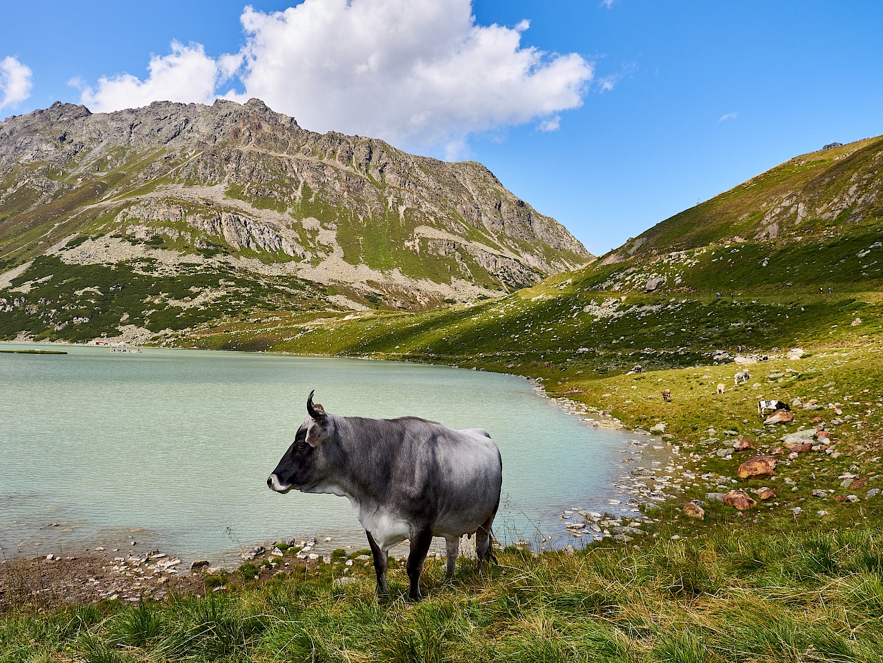 Kuh am Rifflsee im Pitztal