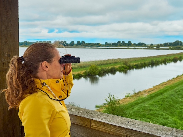Vogelbeobachtung bei den Dütschower Teichen