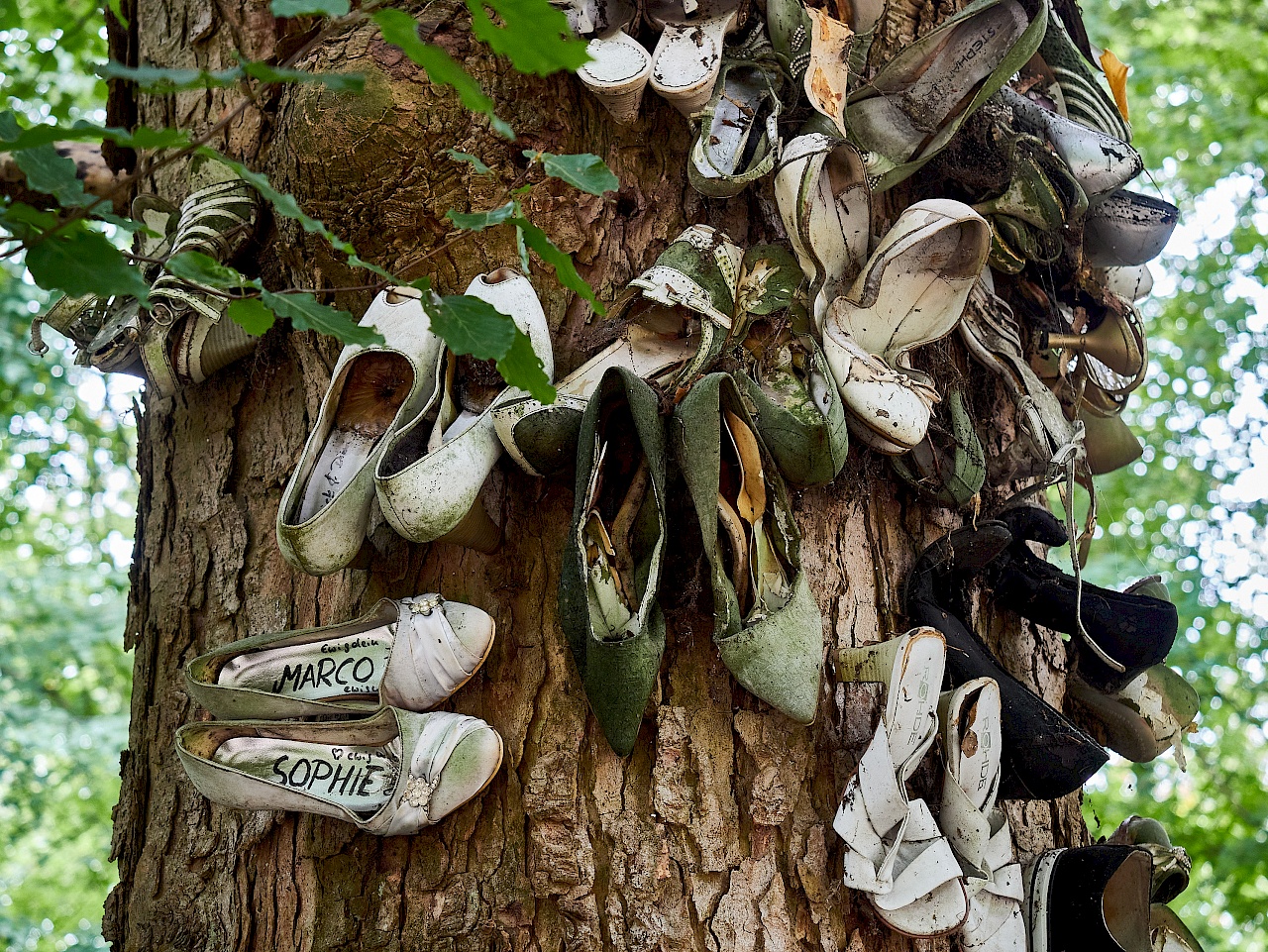 Der Hochzeitsschuhbaum beim Jagdschloss Friedrichsmoor