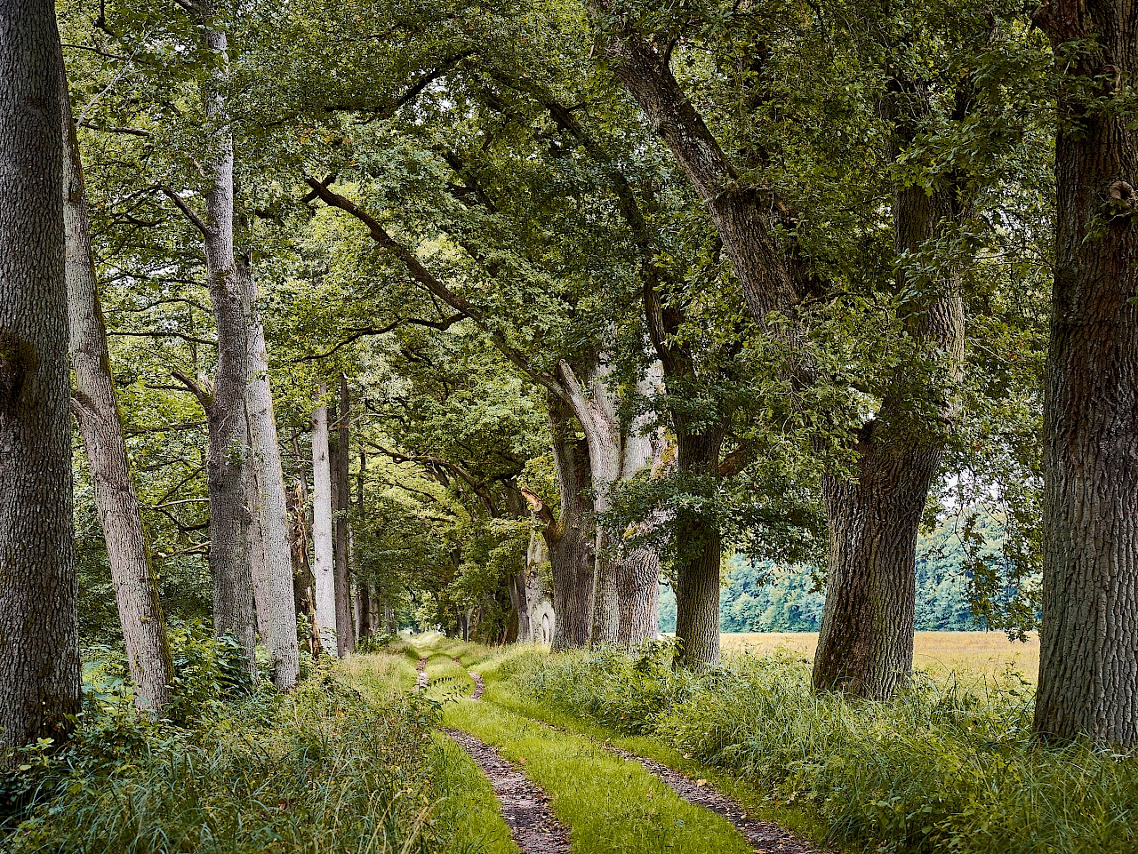 Baumriesen im Lewitzwald