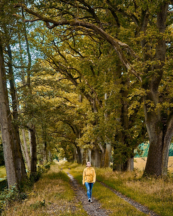 Die Baumriesen im Lewitzwald