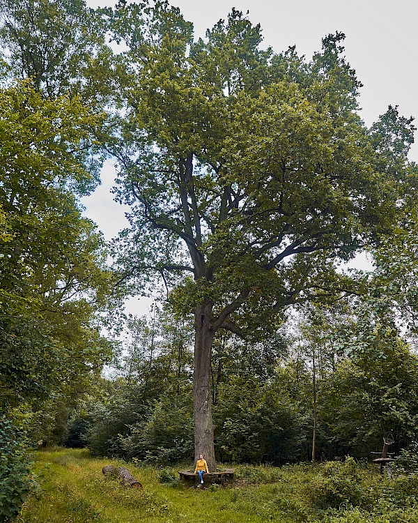 Die Baumriesen im Lewitzwald