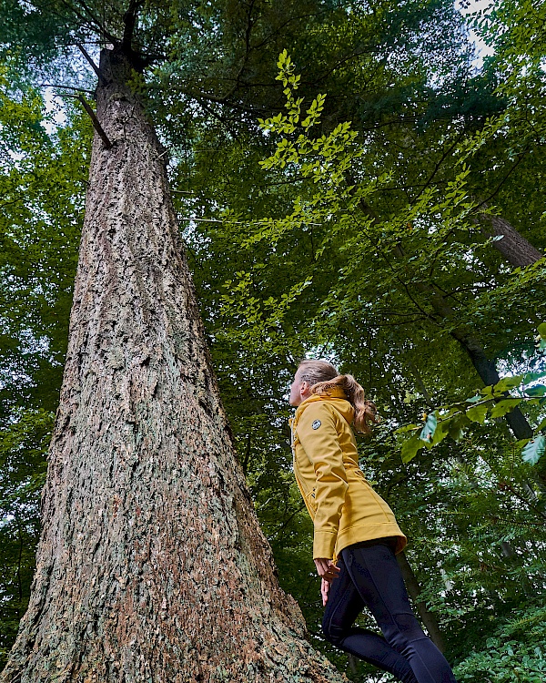 Hohe Douglasien in der Nähe von Parchim in Mecklenburg