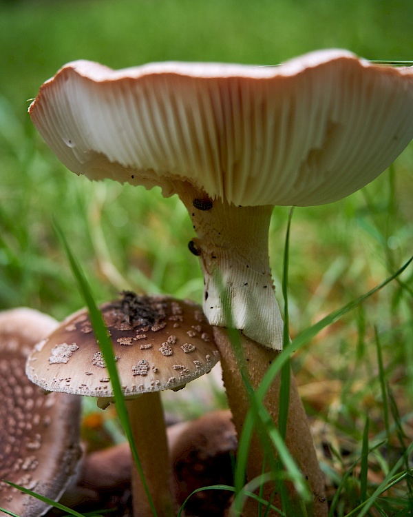 Im Waldgebiet bei Parchim spazieren gehen