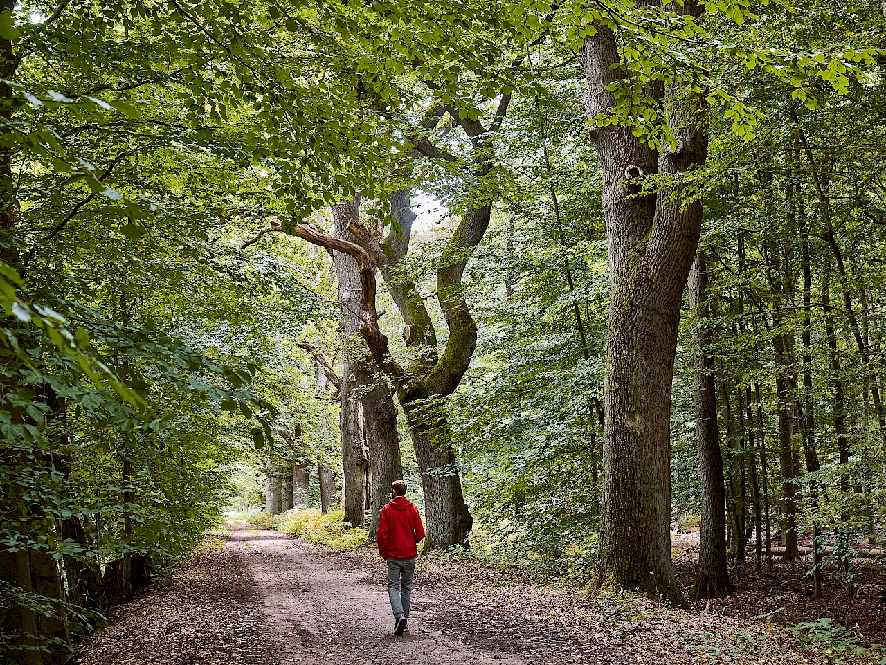 Die Baumriesen im Lewitzwald